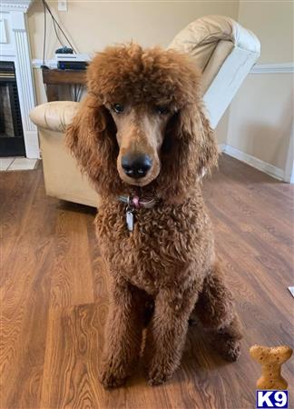 MonarchPoodles Picture 1